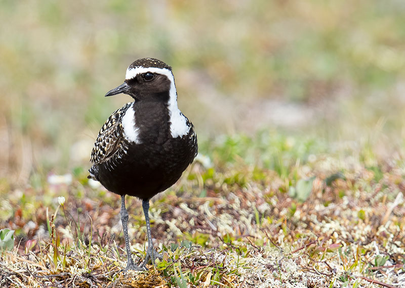 American Golden-Plover.