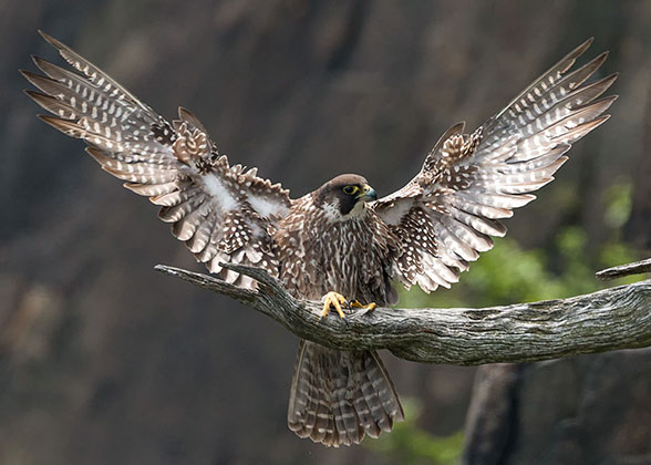 Peregrine Falcon.