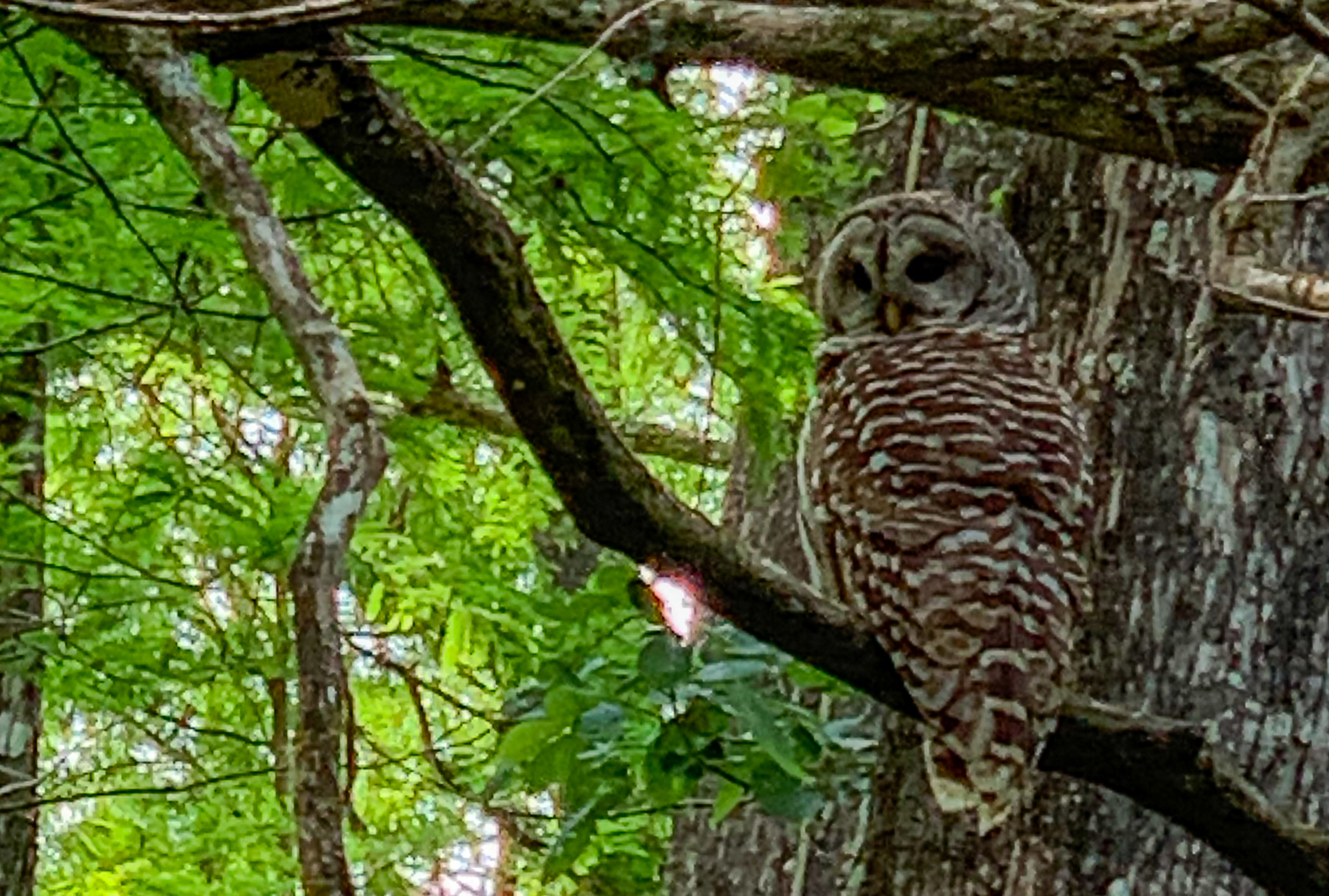 a barred owl in a tree