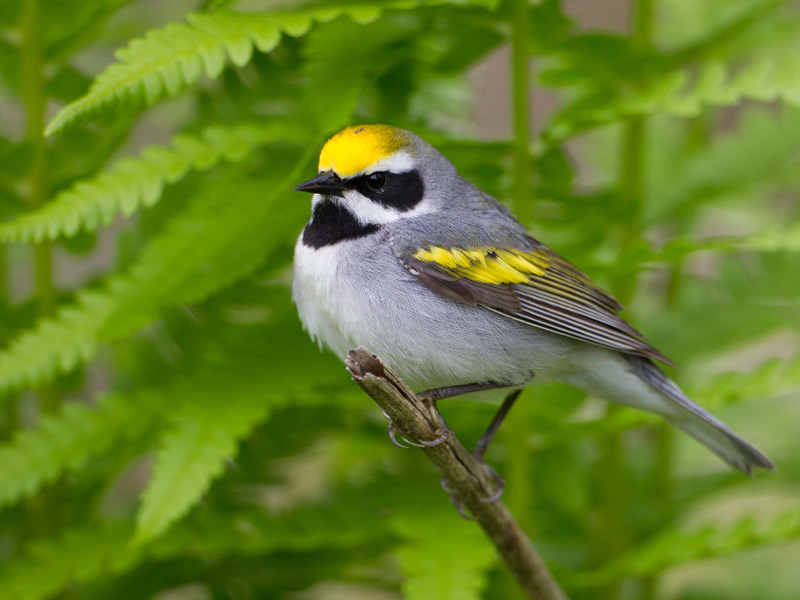 Golden-winged Warbler perched on a branch. 
