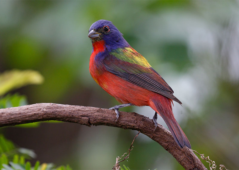 A Painted Bunting perched on a branch.