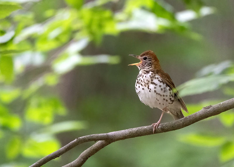 Wood Thrush.