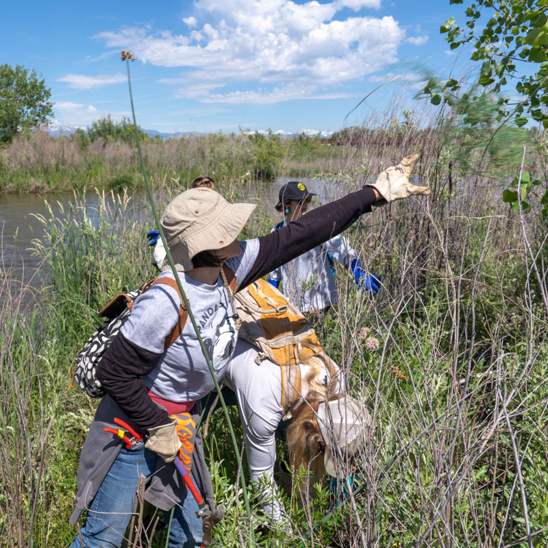 Four individuals stand side-by-side tending to plants alongside a river.