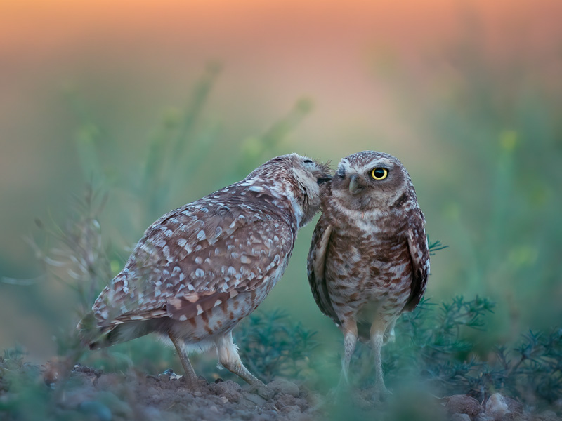 Two Burrowing Owls standing on a forest floor.