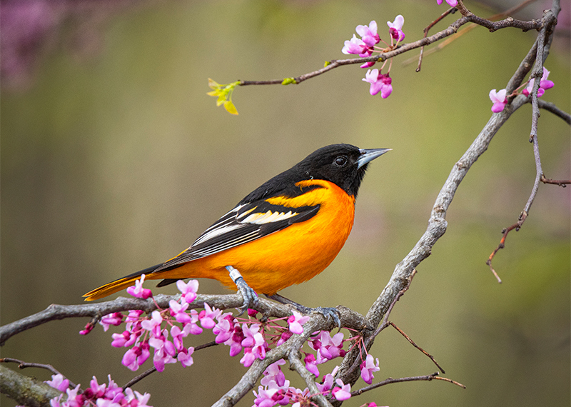 Baltimore Oriole.