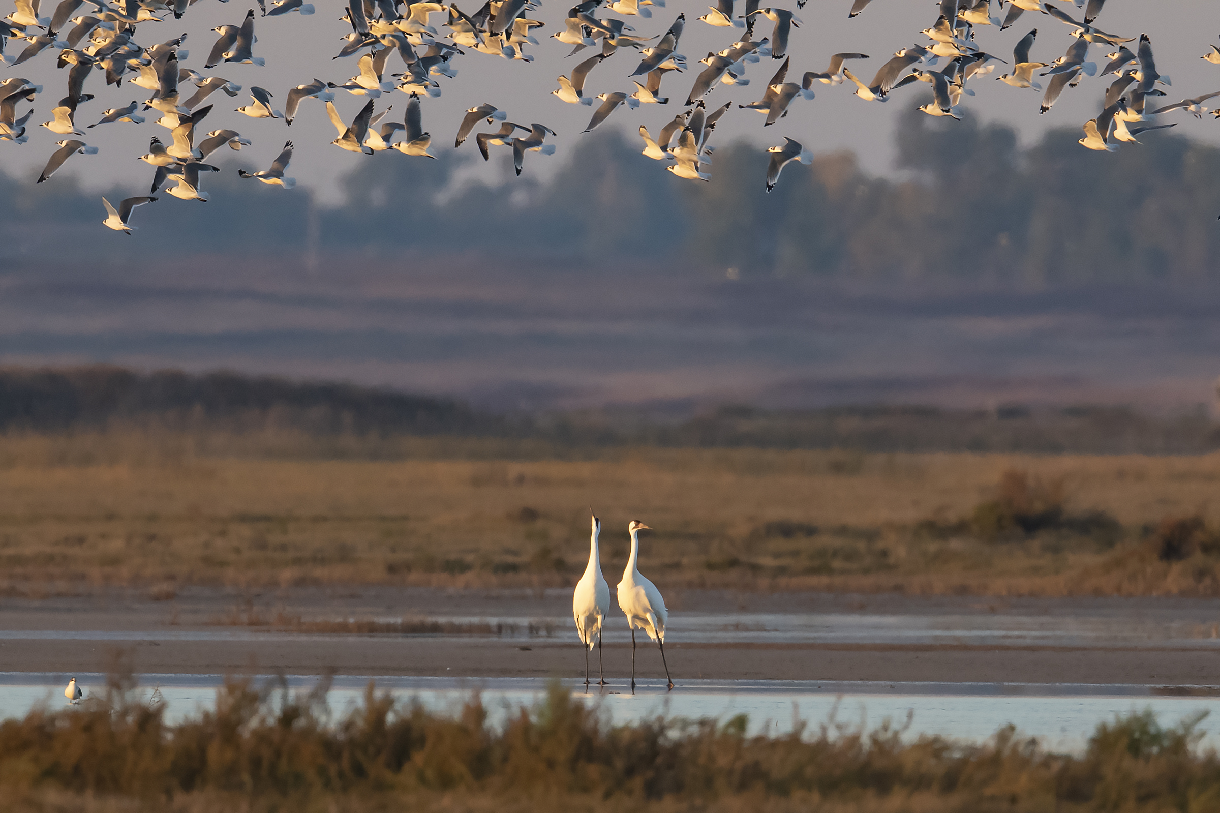 Whooping Crane