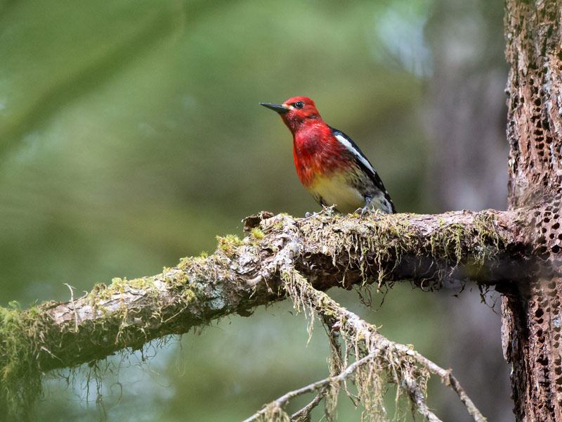 A photo of a Red-breasted Sapsucker perched on a mossy tree branch. Credit: Dave Shaw