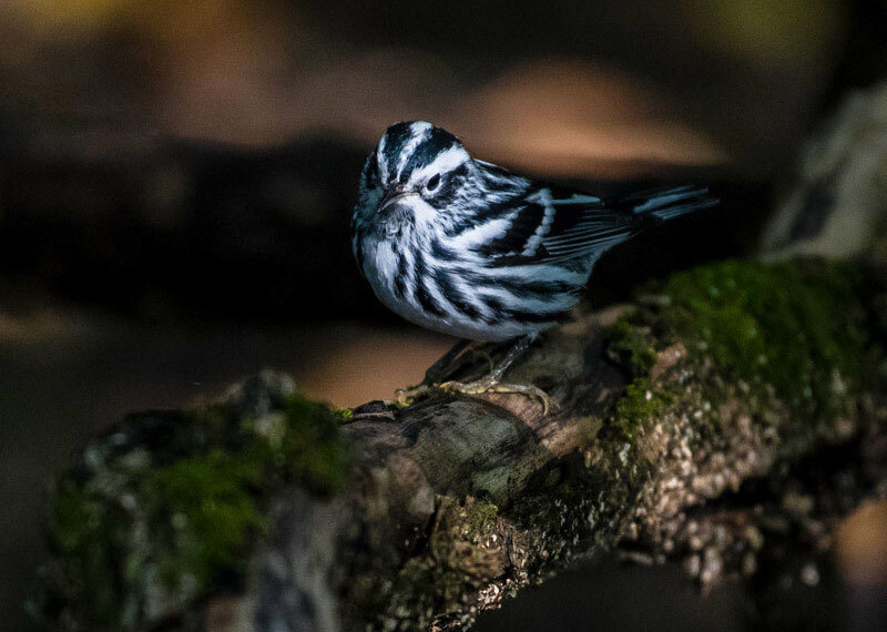 Black and White Warbler.