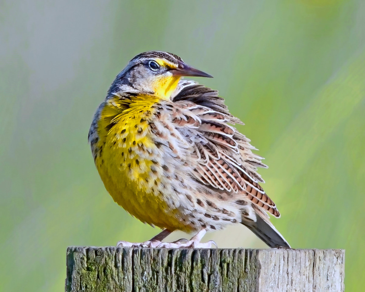 Western Meadowlark perches atop a fence