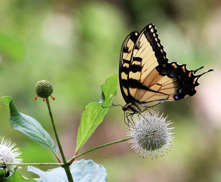 A yellow and black butterfly nectaring on a white flower.