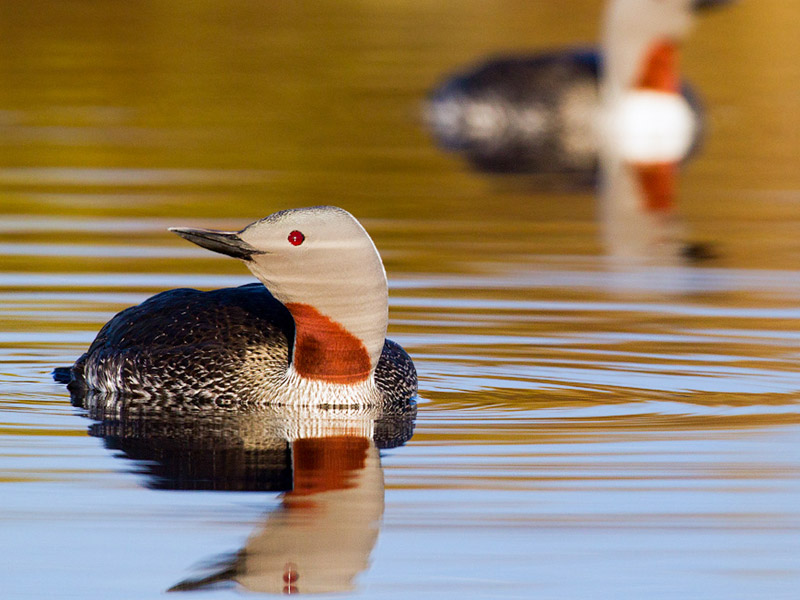 Photo of a Red-throated Loon in the water--in focus--with a second loon behind, blurred.