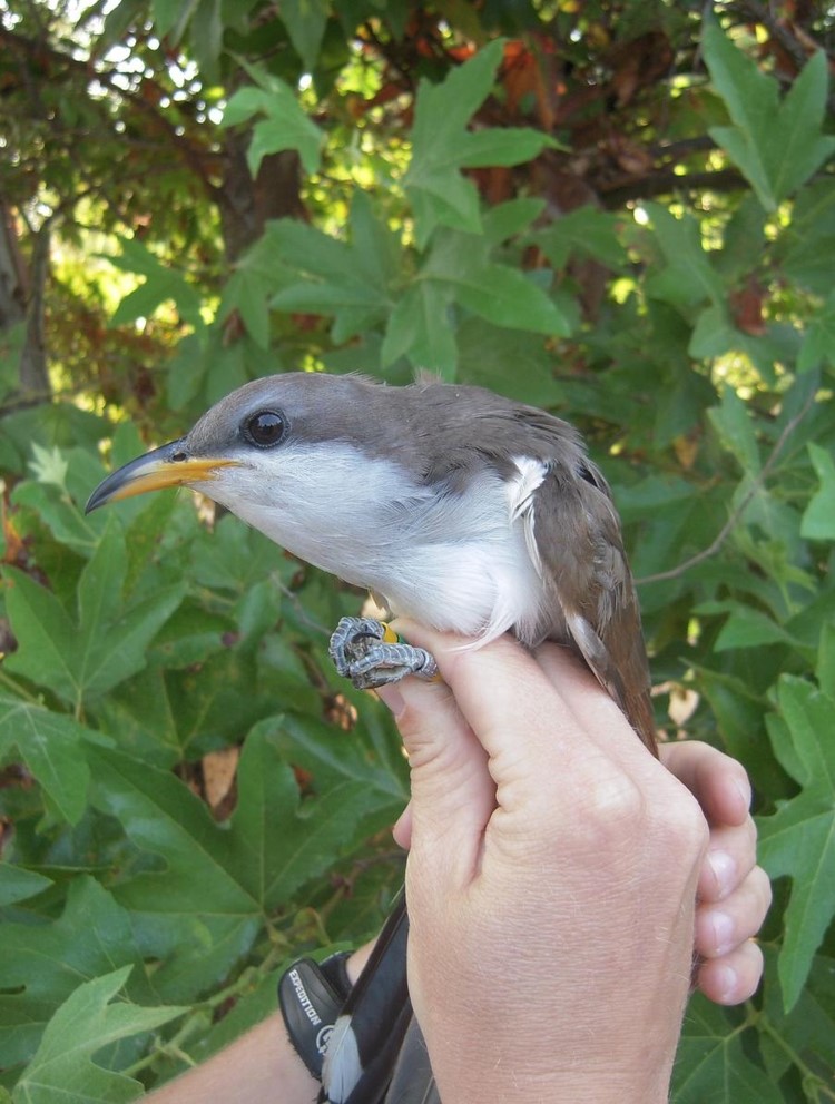 A Western Yellow-billed Cuckoo in a hand.