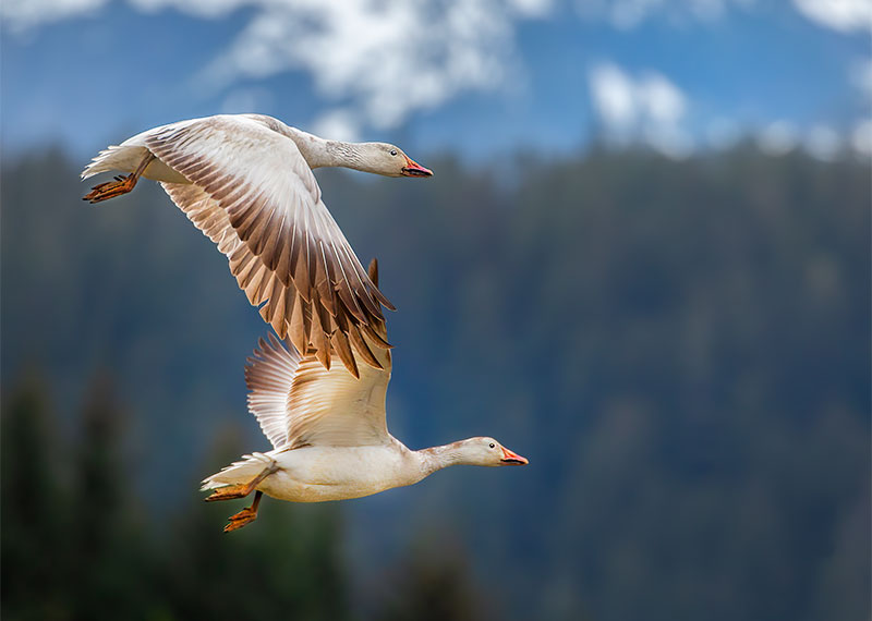 Snow Geese in flight.