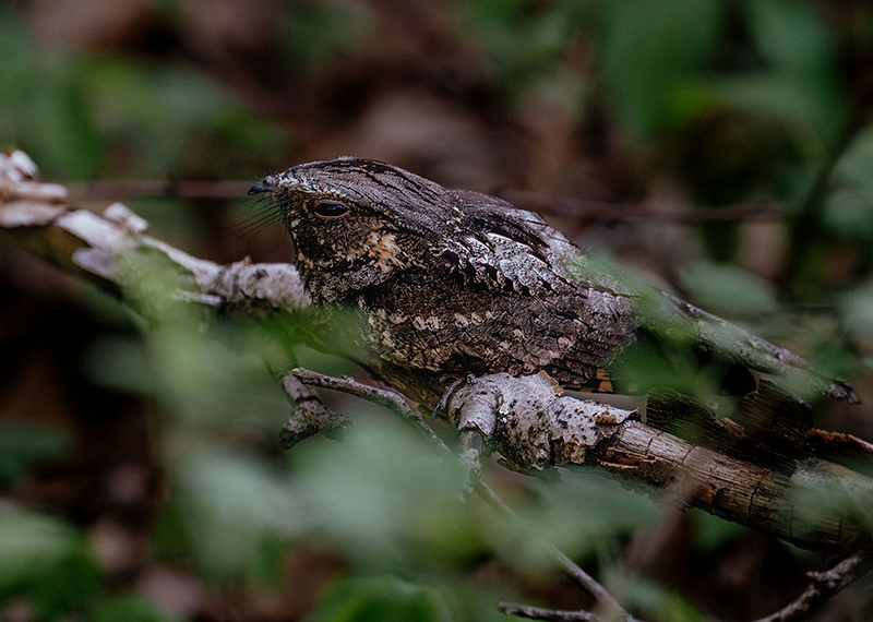 A perfectly camouflaged Eastern Whip-poor-will, a member of the nocturnal nightjar family, rests on a branch.