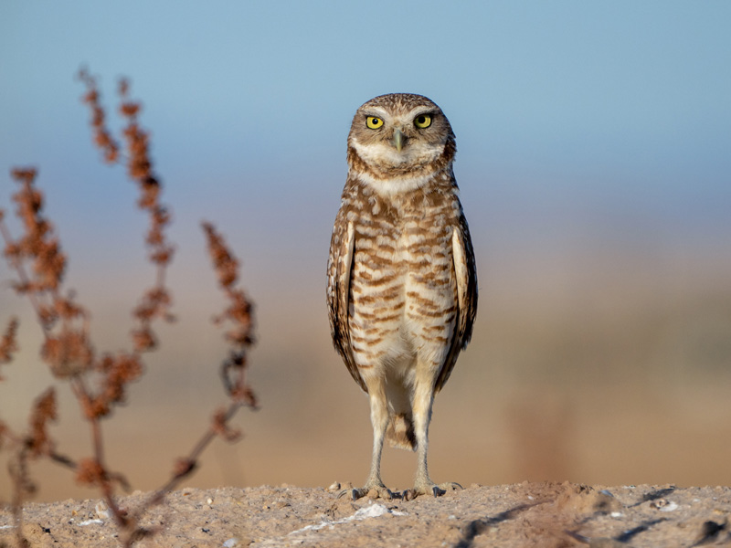 Photo of a Burrowing Owl standing in shrubby, desert-like habitat.