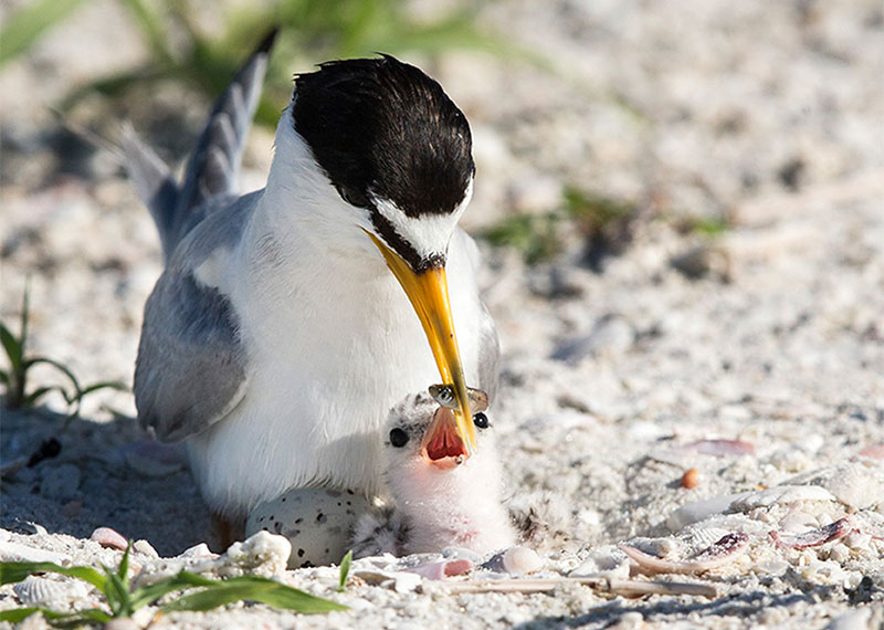 Least Terns.