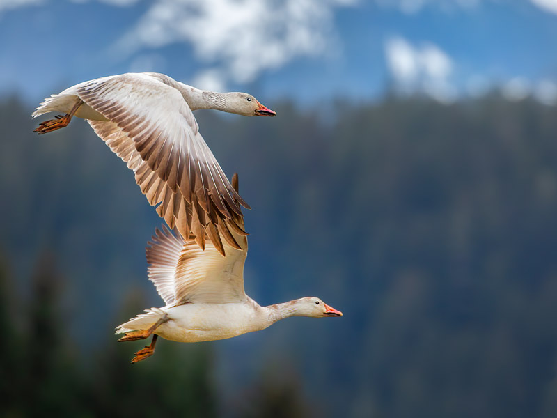 Photo of two Snowy Geese in flight.