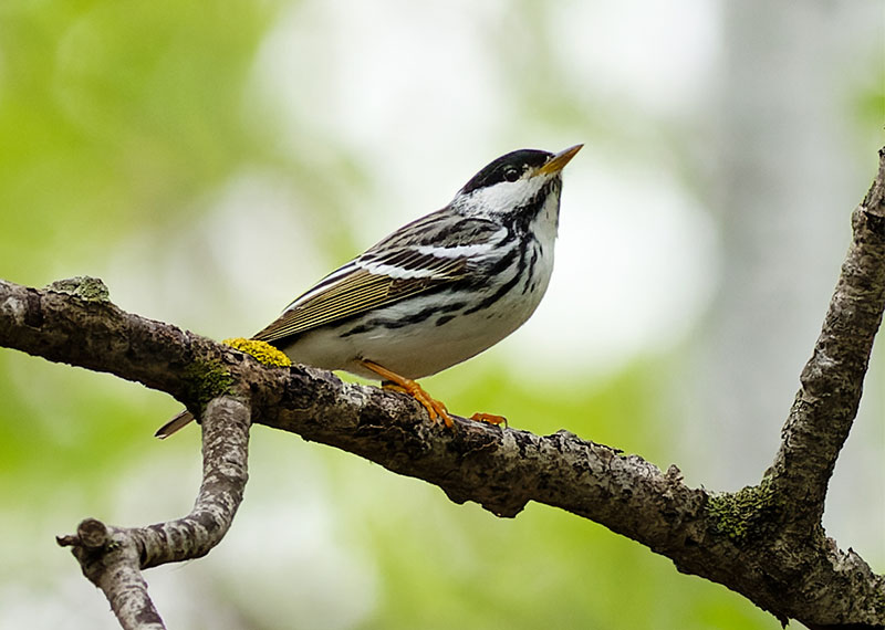 Blackpoll Warbler.