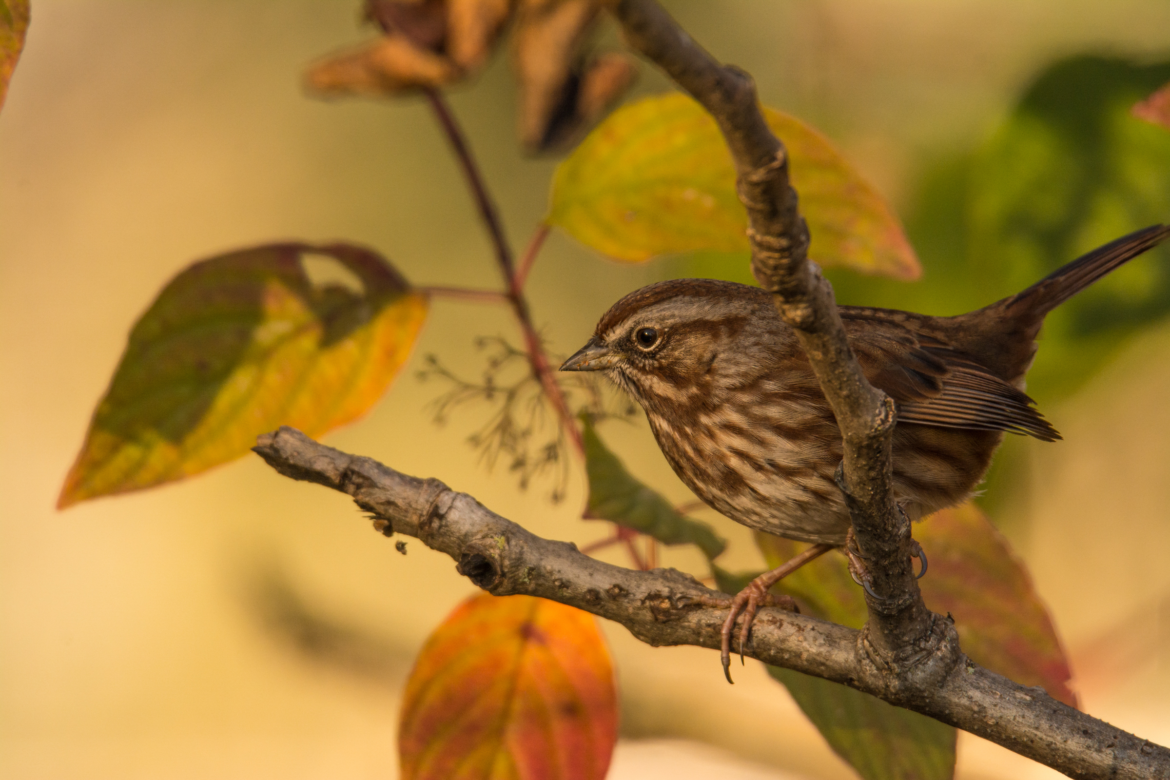 A Song Sparrow on a branch with fall foliage.