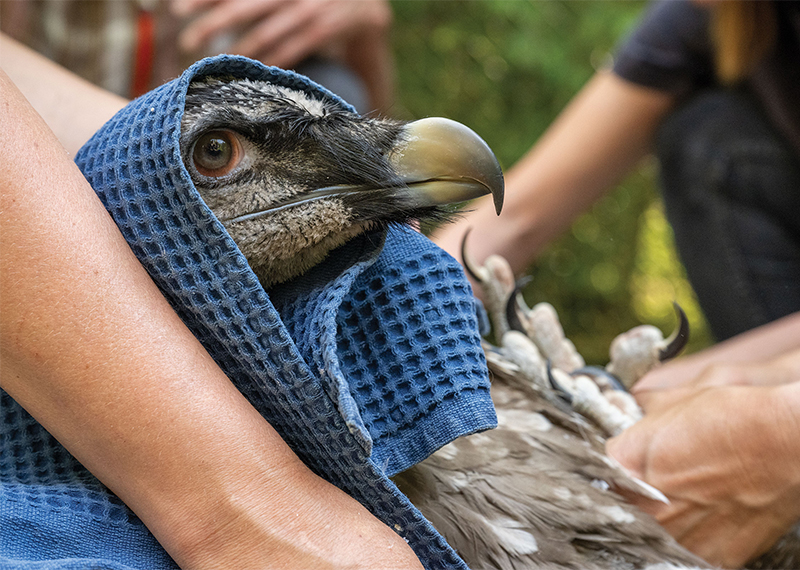 Marco, a captive-bred Bearded Vulture chick, being prepared for his release.