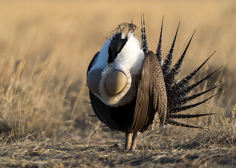 Greater Sage-Grouse.