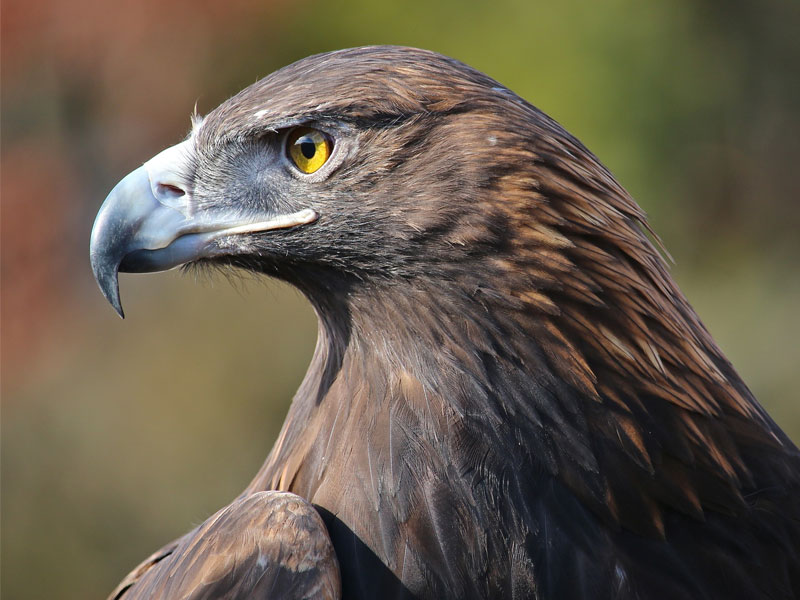 Photo of a Golden Eagle, close-up.