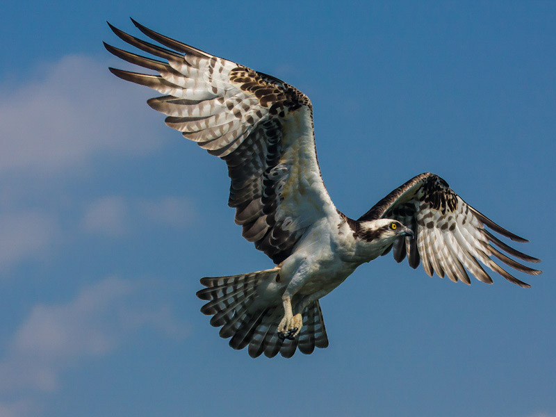 Photo of an Osprey in flight.