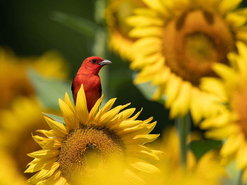 Photo of a Scarlet Tanager perched on a large sunflower.