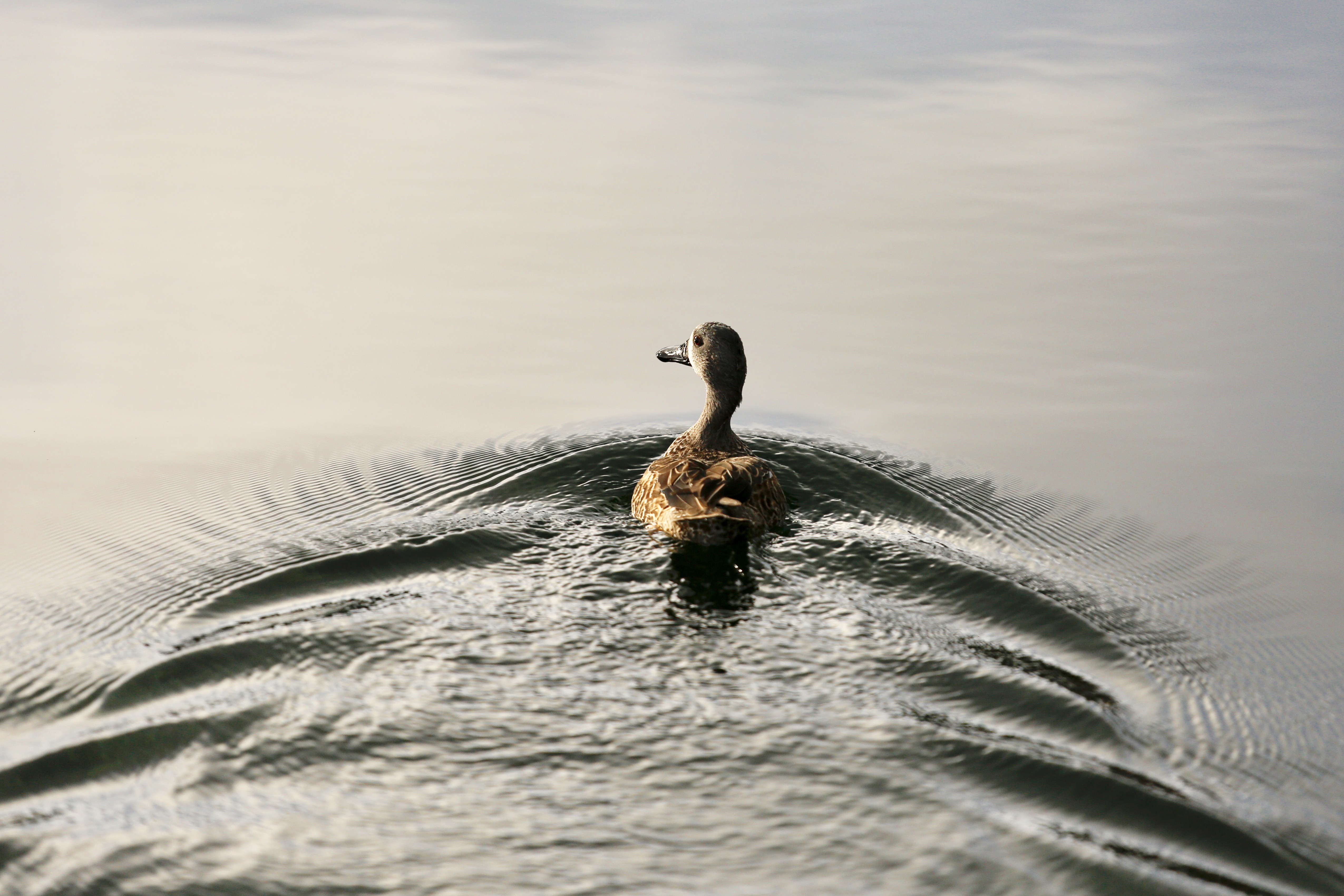 Blue-winged Teal.