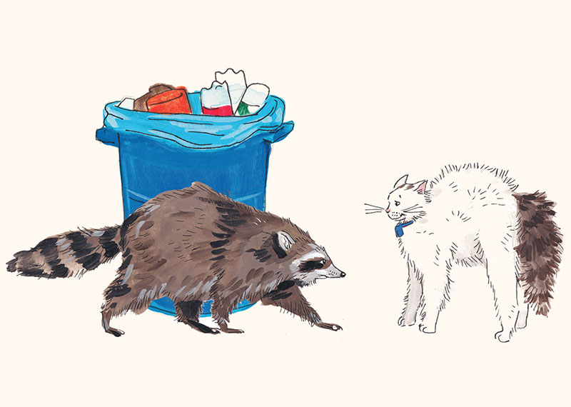 An illustration of a racoon by a trash cat. To the right, a white cat hisses at the racoon.