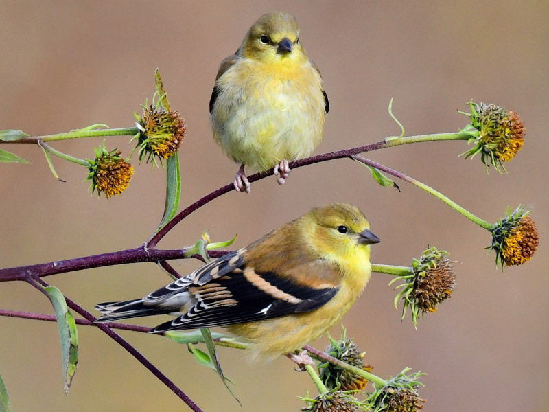 Photo of two American Goldfinches on flowering branches.