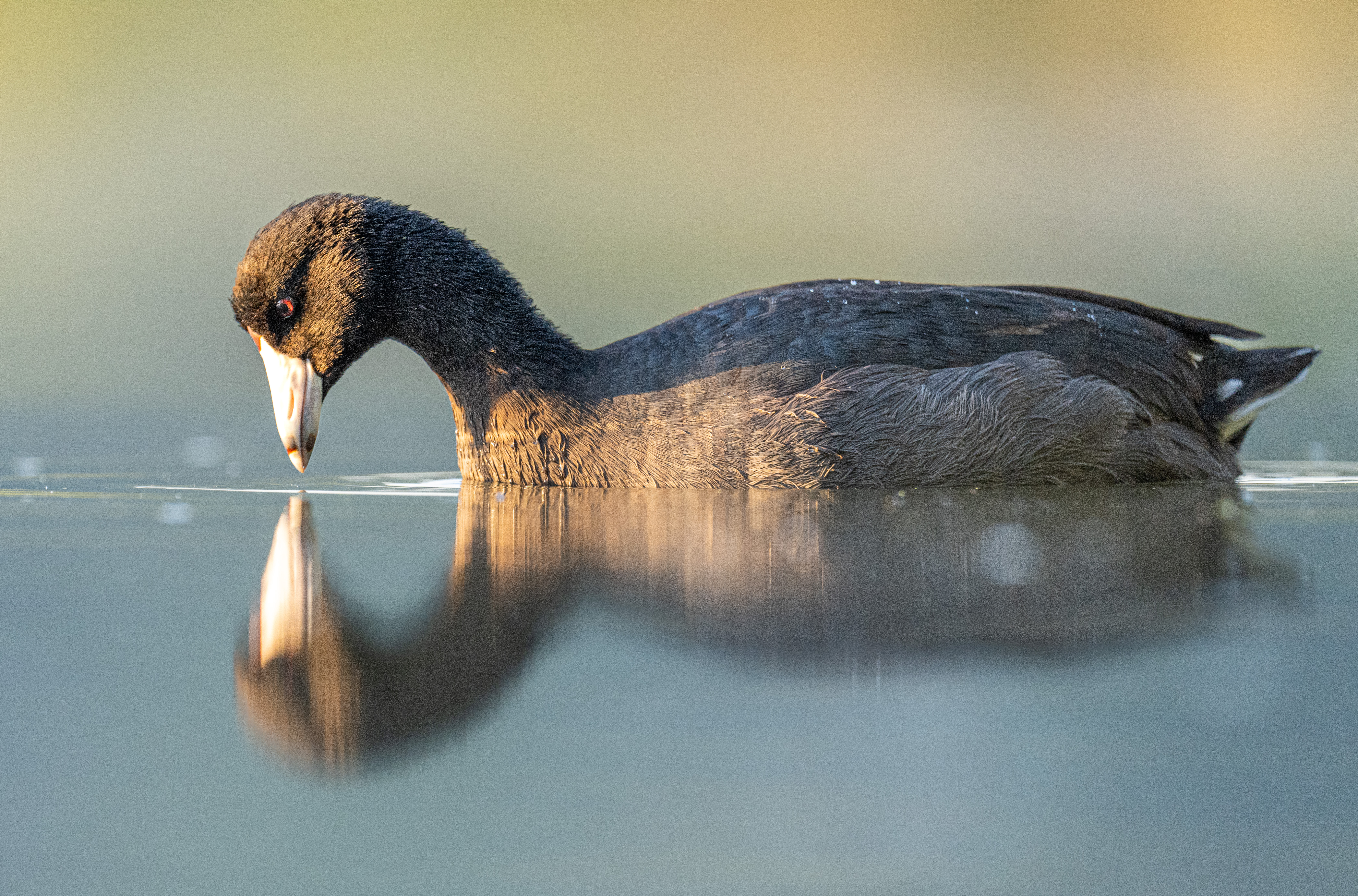 American Coot on water at dusk. 