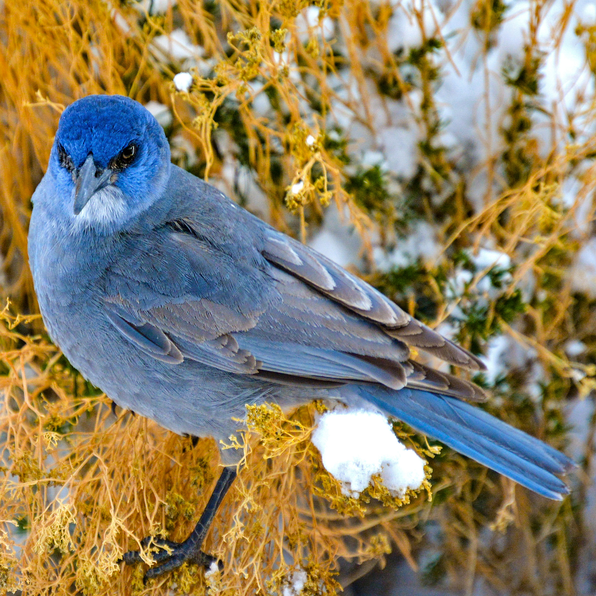 Pinyon Jay
