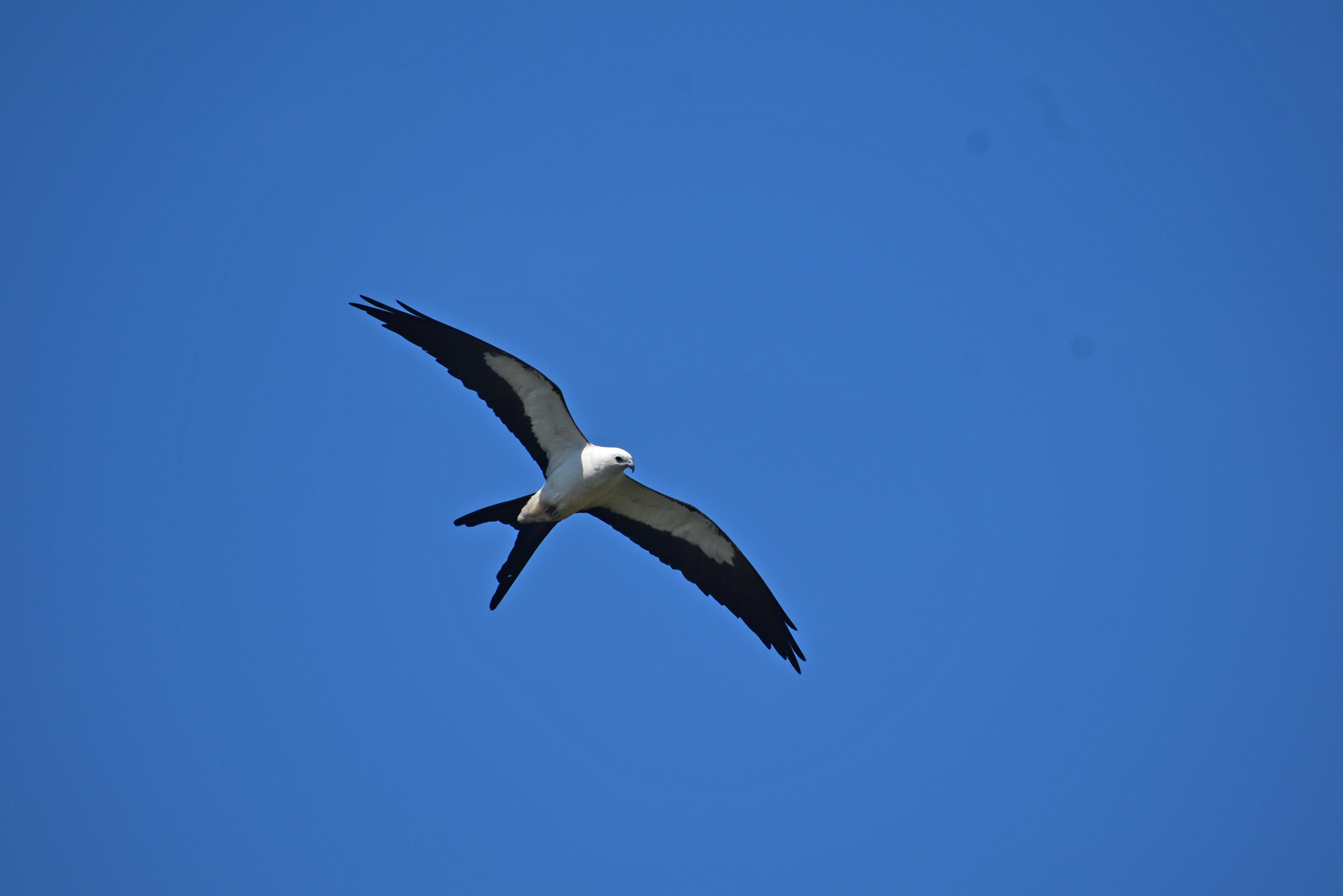 A black and white bird in flight