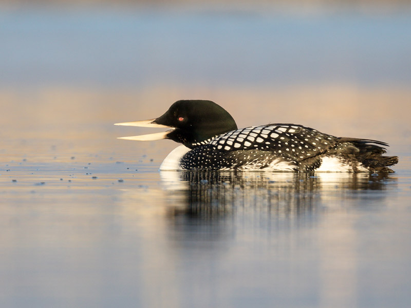 Photo of a Yellow-billed Loon on the water.