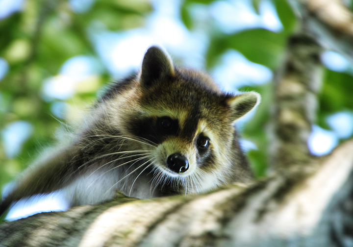 A young raccoon scaling a tree