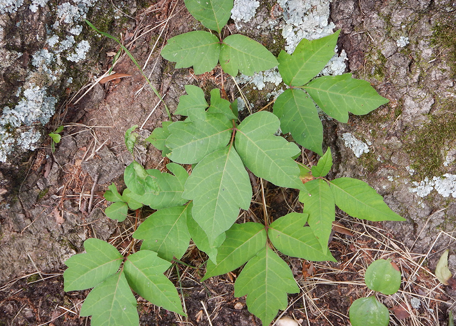 A vine plant with three leaves is growing across the base of a tree. 