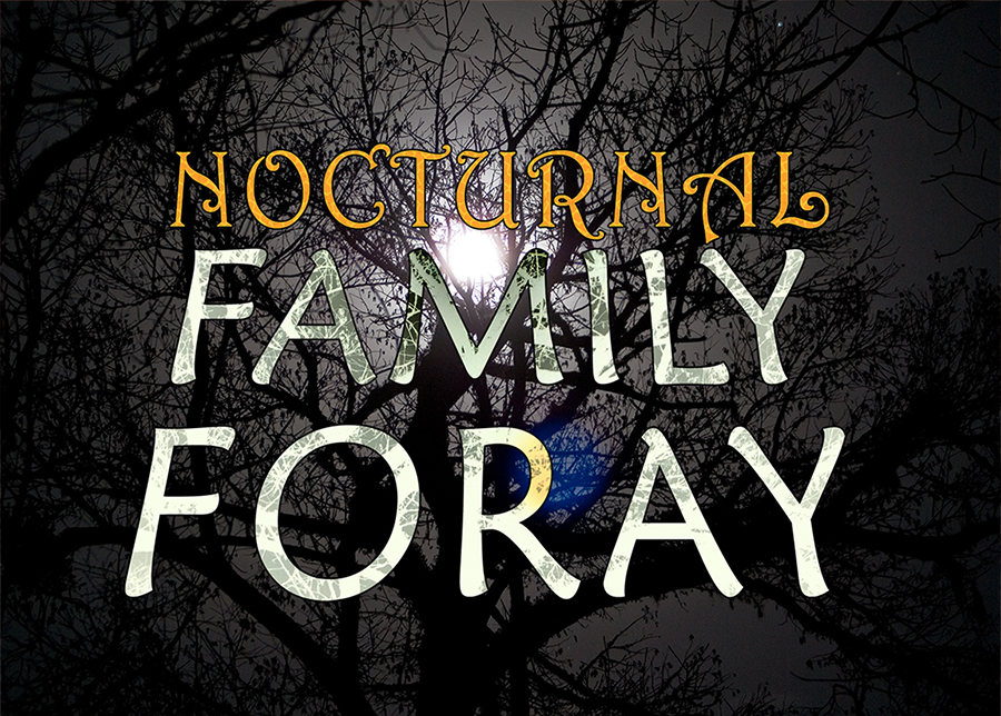 Nocturnal Family Foray