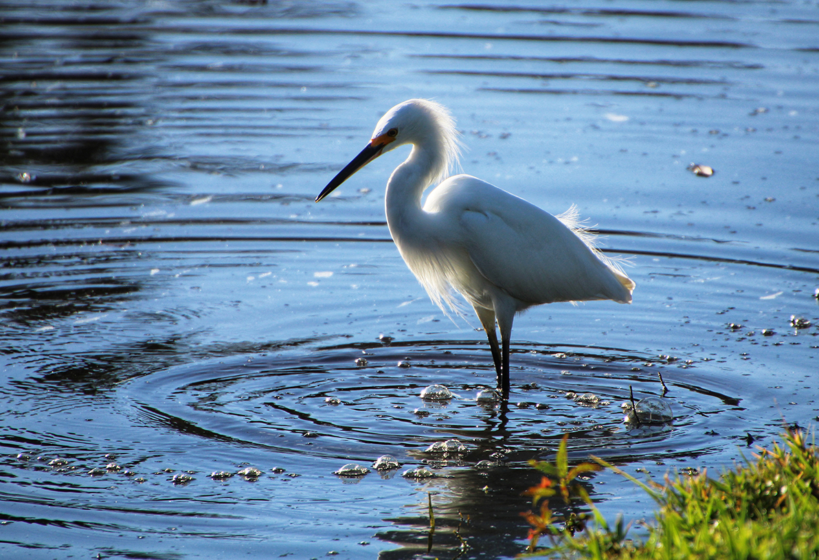 A white wading bird standing in shallow water.