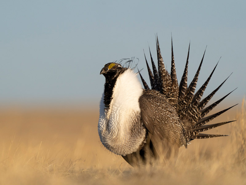 Photo of a Greater Sage-Grouse male.