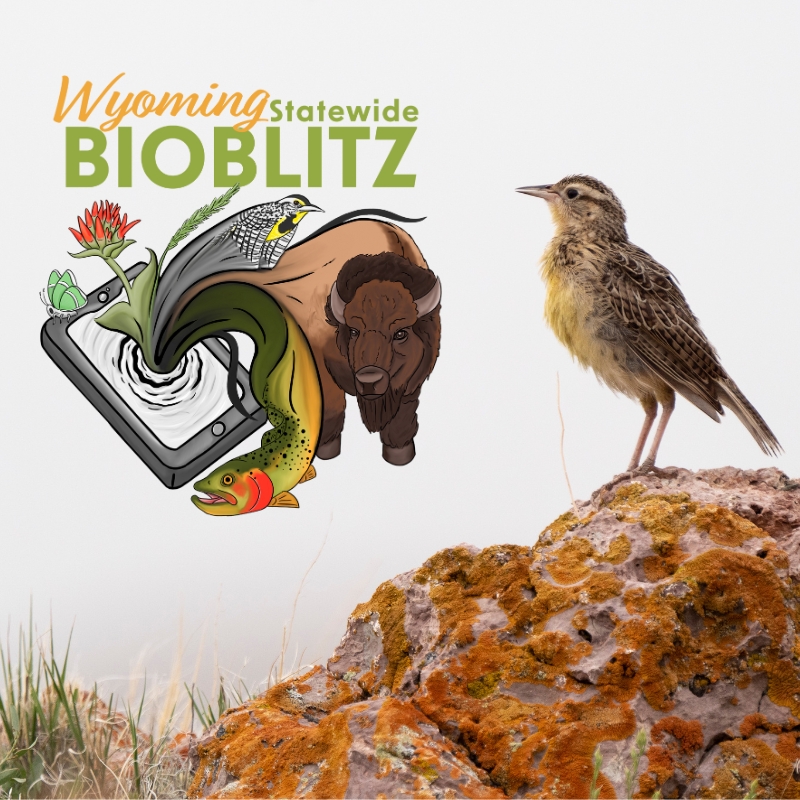 Western Meadowlark perches on a boulder. The Wyoming Statewide BioBlitz logo is on the photo.