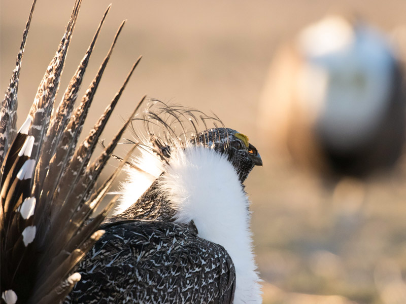 A close-up photo of a Greater Sage-Grouse against a blurred background.