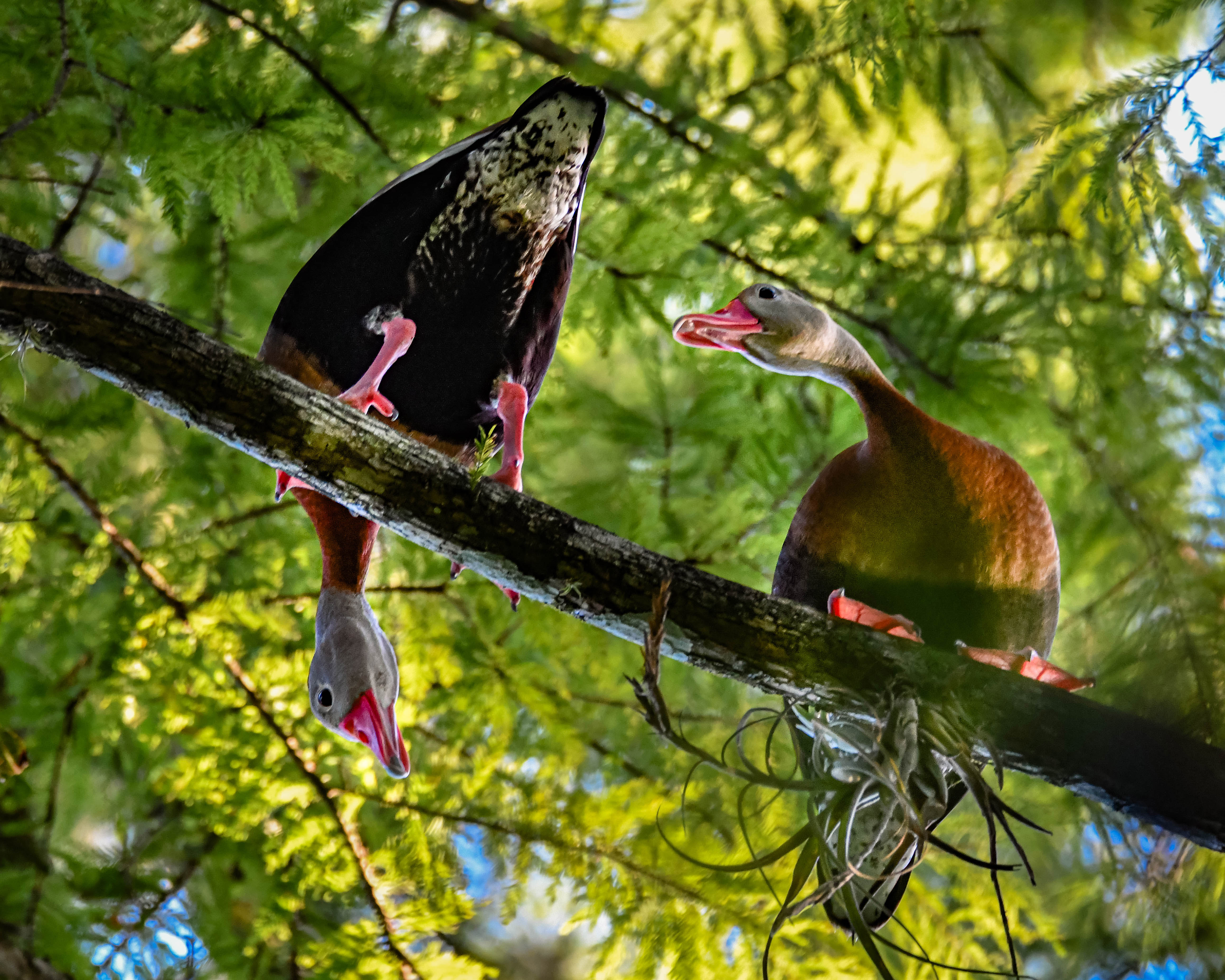 Two ducks in a tree