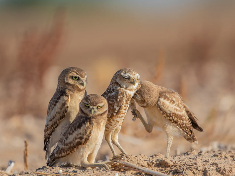 Photo of Burrowing Owls standing huddled together.