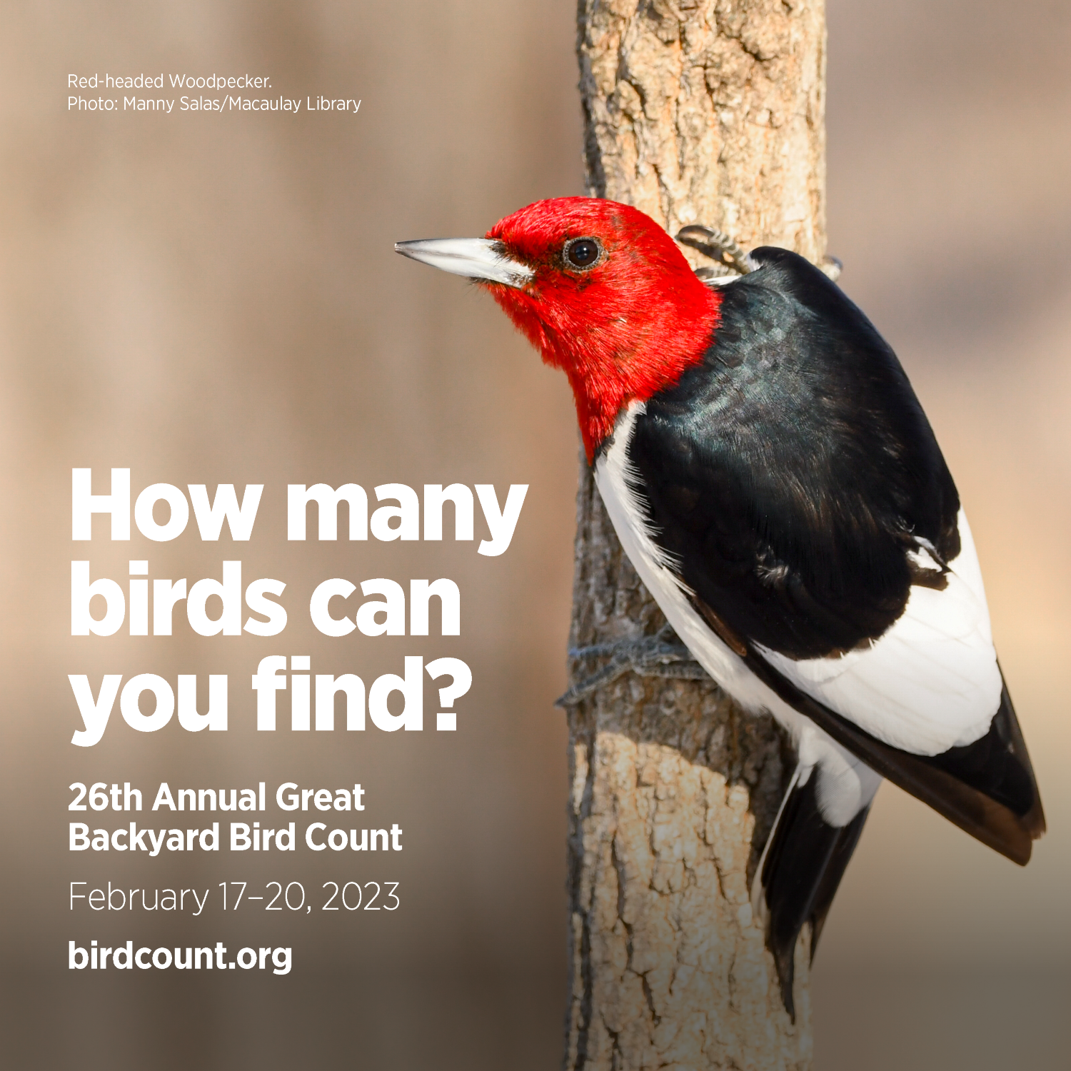 Promo graphic for Great Backyard Bird Count
