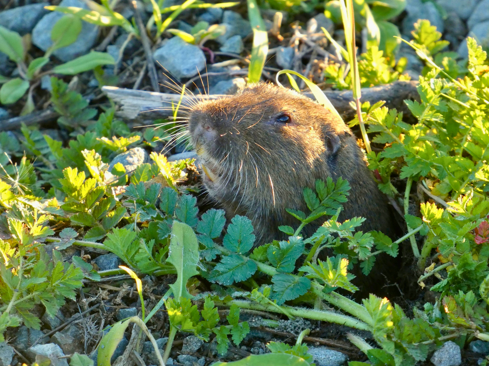 Botta's pocket gopher peeking out of its hole in the ground. 