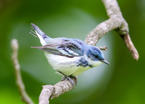 Photo of a Cerulean Warbler perched on a branch. Credit: Charlie Trapani/Audubon Photography Awards