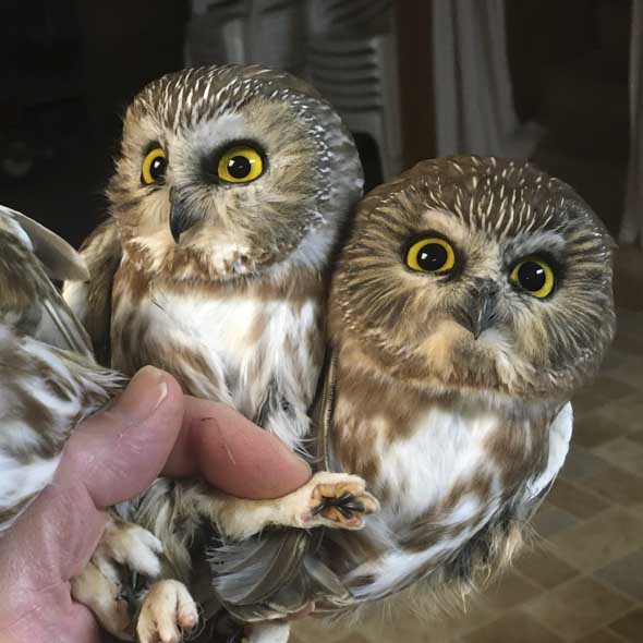 Northern Saw-whet Owls. Photo: Zach Hutchinson/Audubon