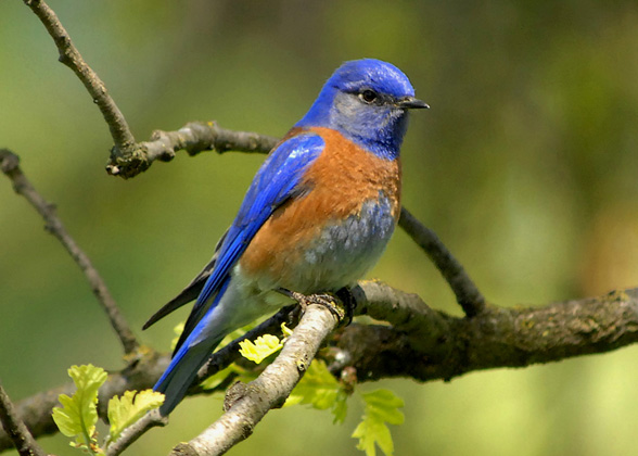 Western Bluebird. Photo: Joseph Oliver/Flickr CC (BY-NC 2.0)