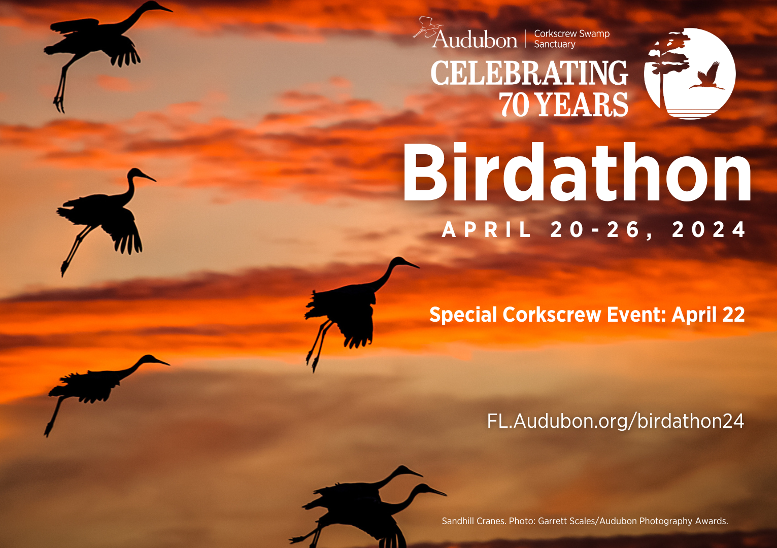 Birdathon promotional graphic